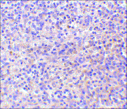 Anti-RP105 antibody produced in rabbit