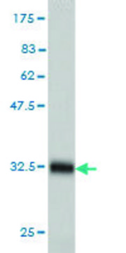 Monoclonal Anti-HAMP, (C-terminal) antibody produced