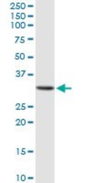 Anti-GALNT12 antibody produced in rabbit