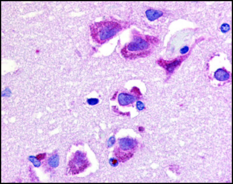 Anti-Trail antibody produced in rabbit