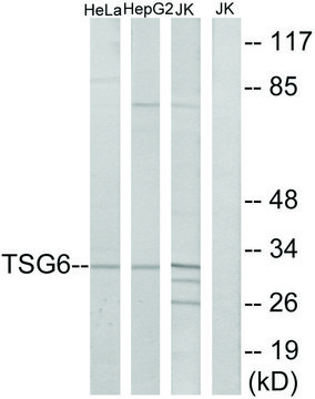 Anti-TSG6 antibody produced in rabbit