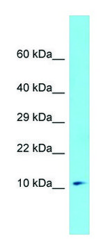 Anti-MZT1 antibody produced in rabbit