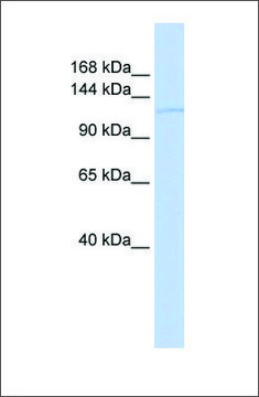 Anti-TAF2 antibody produced in rabbit