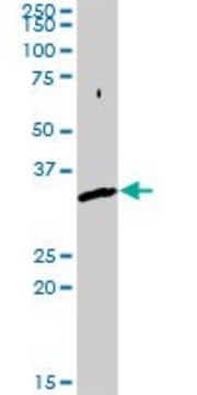 Anti-SNX11 antibody produced in rabbit