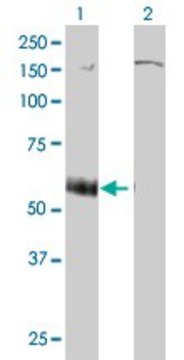 Monoclonal Anti-P2RX5 antibody produced in