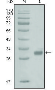 Monoclonal Anti-PAR1 antibody produced in