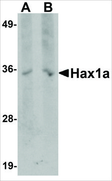 Monoclonal Anti-Hax1a antibody produced in