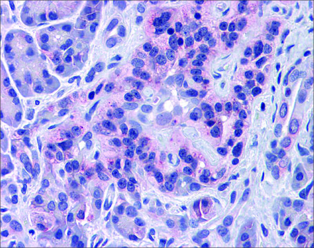 Anti-SIRT4 antibody produced in rabbit