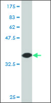Monoclonal Anti-NRBP2 antibody produced in