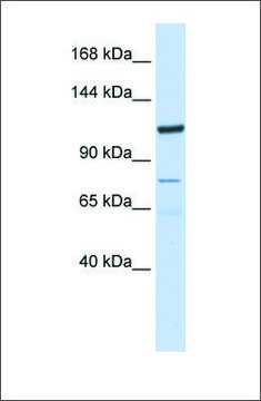 Anti-KIAA1324 antibody produced in rabbit