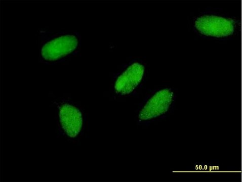 ANTI-TCEA3 antibody produced in mouse