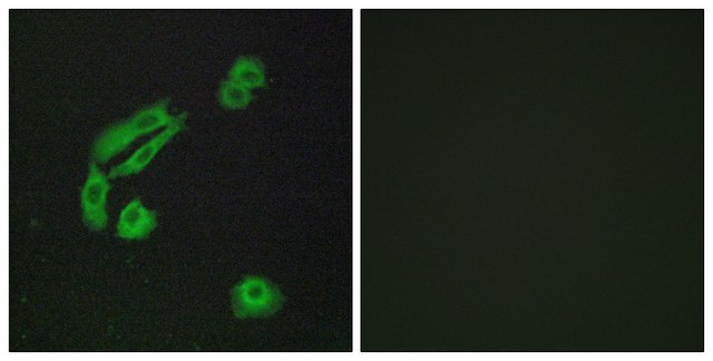 Anti-OR4C13 antibody produced in rabbit
