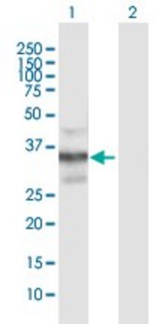 Anti-CAMLG antibody produced in mouse