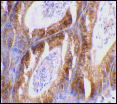 Anti-BCL-G antibody produced in rabbit