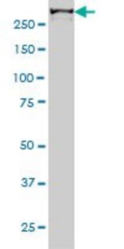Monoclonal Anti-CHD4 antibody produced in