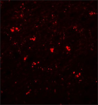 Anti-PPAPDC1A antibody produced in rabbit