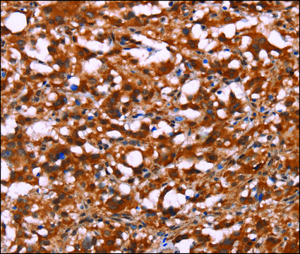 Anti-BRK1 antibody produced in rabbit