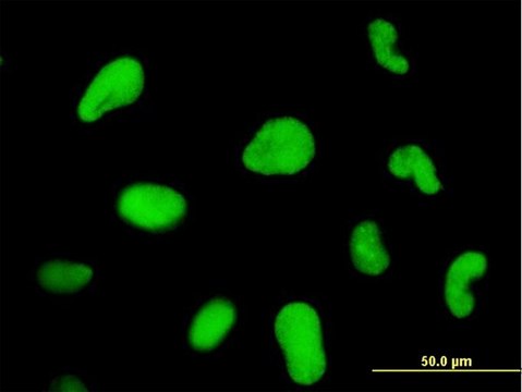 ANTI-ZNF207 antibody produced in mouse