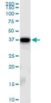 Anti-TBCC antibody produced in mouse