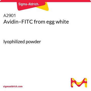 Avidin–FITC from egg white