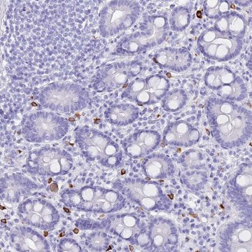 Anti-MYADML2 antibody produced in rabbit