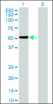 Anti-PPP2R3C antibody produced in mouse
