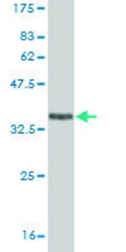 ANTI-EPHA5 antibody produced in mouse