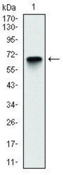 Monoclonal Anti-G6PD antibody produced in