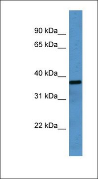 Anti-OR2H1 antibody produced in rabbit