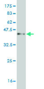 Monoclonal Anti-PCDH1 antibody produced in