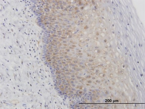 Anti-RPL29 antibody produced in mouse