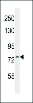 ANTI-CD106 (CENTER) antibody produced in