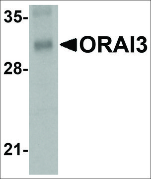 Monoclonal Anti-ORAI3 antibody produced in