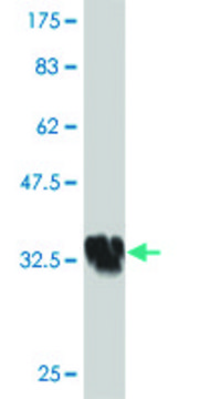 ANTI-HOXA5 antibody produced in mouse
