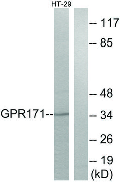 Anti-GPR171 antibody produced in rabbit