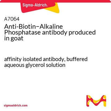 Anti-Biotin?Alkaline Phosphatase antibody produced in