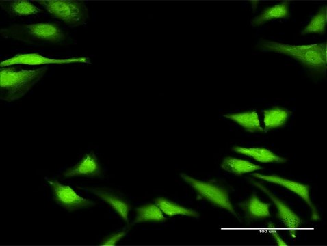 Anti-DUSP23 antibody produced in rabbit
