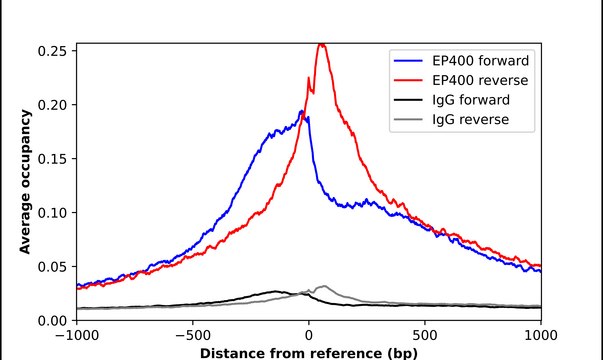 Anti-EP400 antibody produced in rabbit