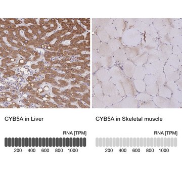 Anti-CYB5A antibody produced in rabbit