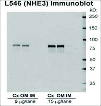 Anti-SLC9A3 antibody produced in rabbit