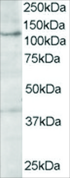 Anti-HPS3/COCOA antibody produced in goat