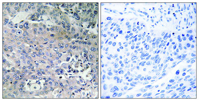 Anti-TUFM antibody produced in rabbit