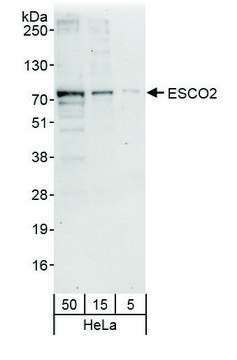 Rabbit anti-ESCO2 Antibody, Affinity Purified