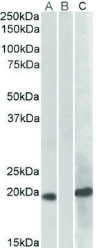 Anti-HOXA1 antibody produced in goat