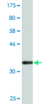 Monoclonal Anti-CACNG7, (C-terminal) antibody produced