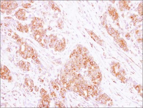 Anti-RAB35 antibody produced in rabbit