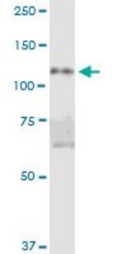 Anti-MGC4562 antibody produced in mouse