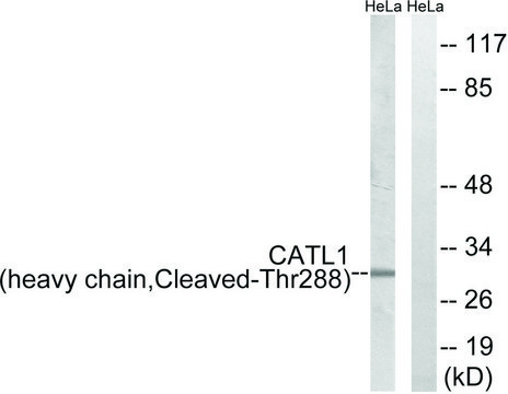 Anti-CATL1 (heavy chain, Cleaved-Thr²??) antibody