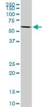 Anti-FLJ10986 antibody produced in rabbit