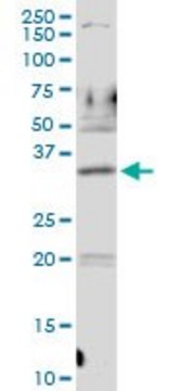 Anti-PDLIM1 antibody produced in rabbit